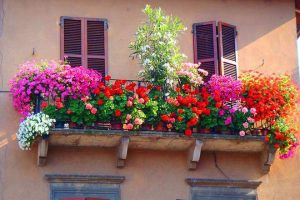 Balkon Cicekleri